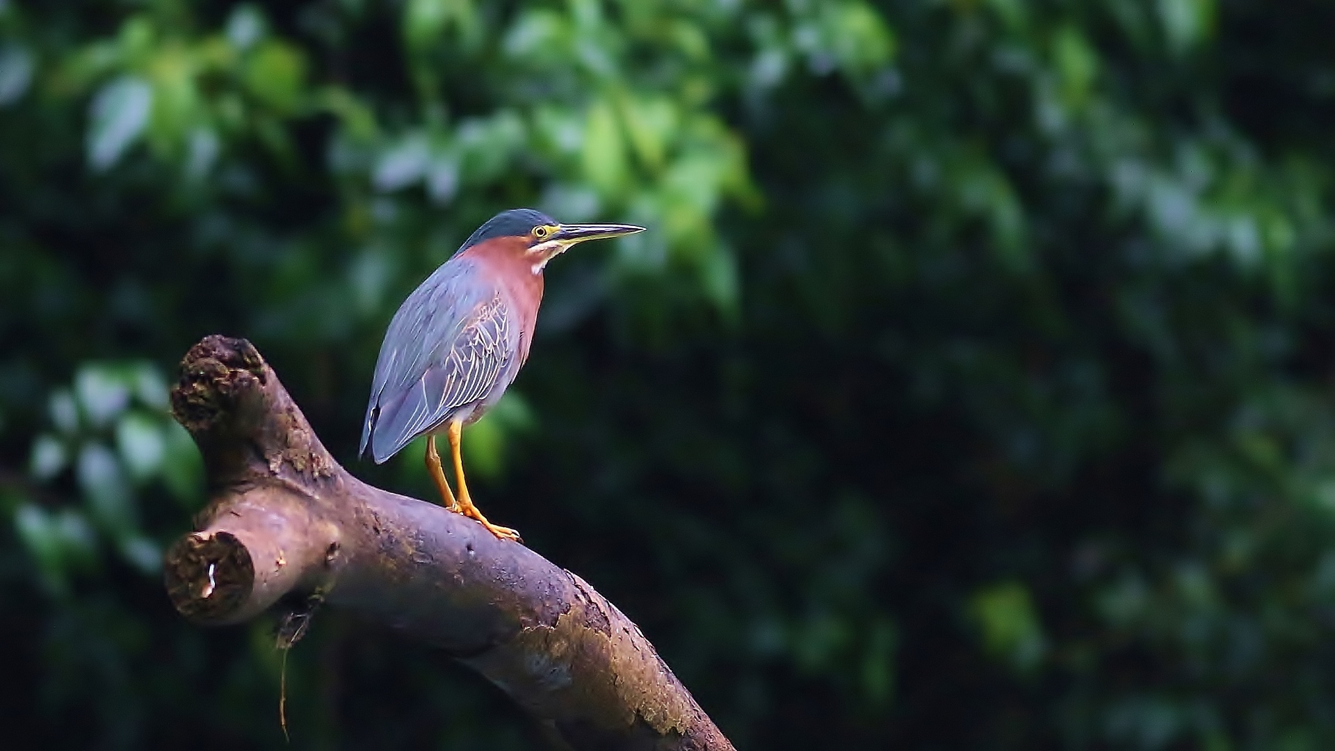 Green Heron — Ana fotoğraf